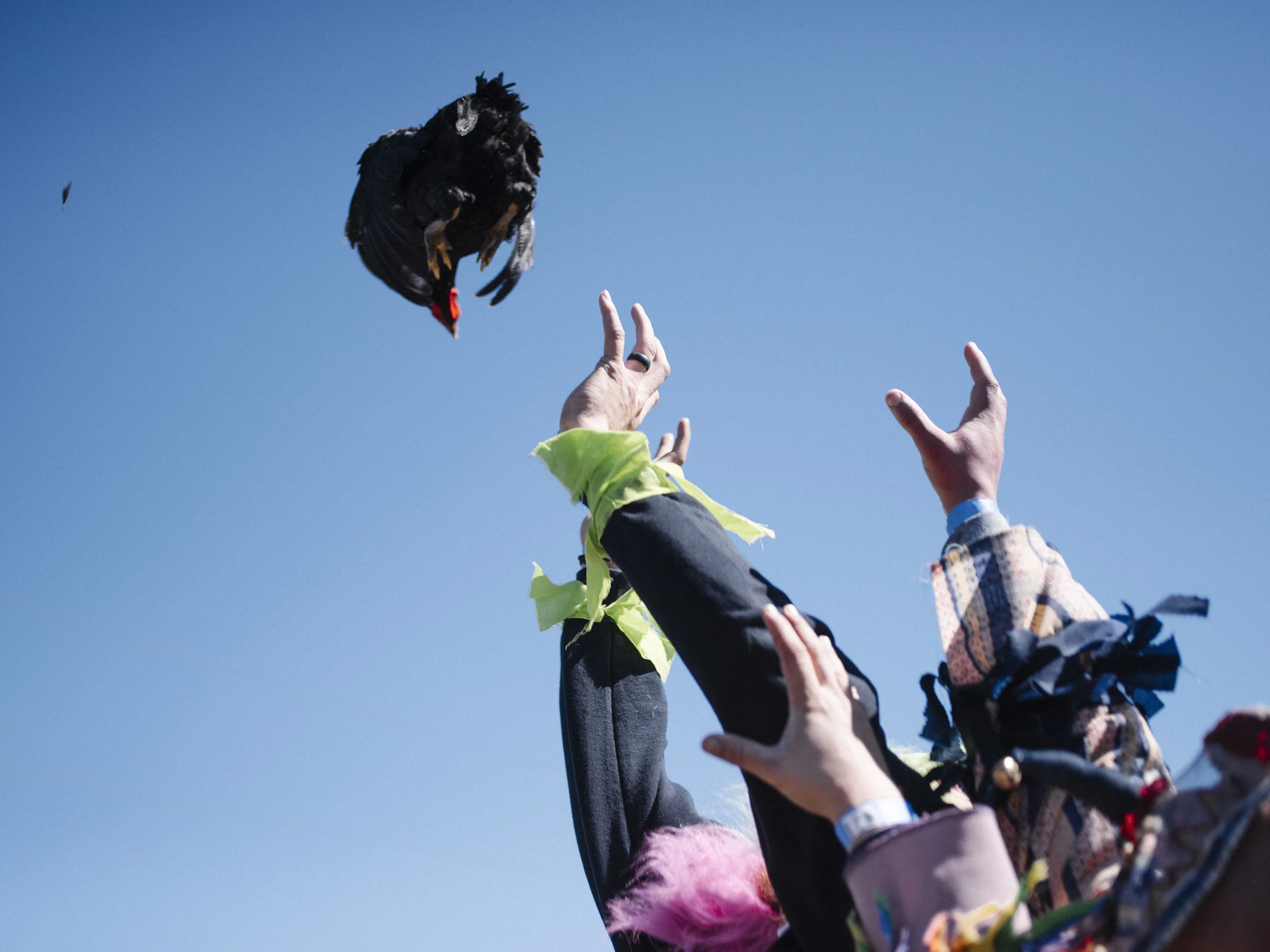 Mamou_Mid_Air_Chicken-1.jpg