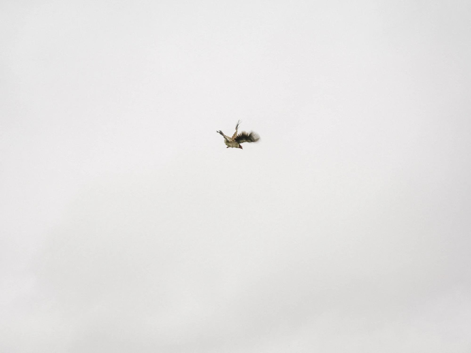 Courir_de_Mardi_Gras_20190303-_AJB8180.jpg