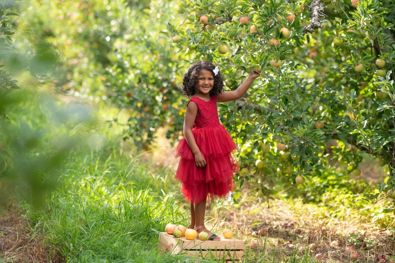 Fall &amp; Christmas Mini Sessions 2022