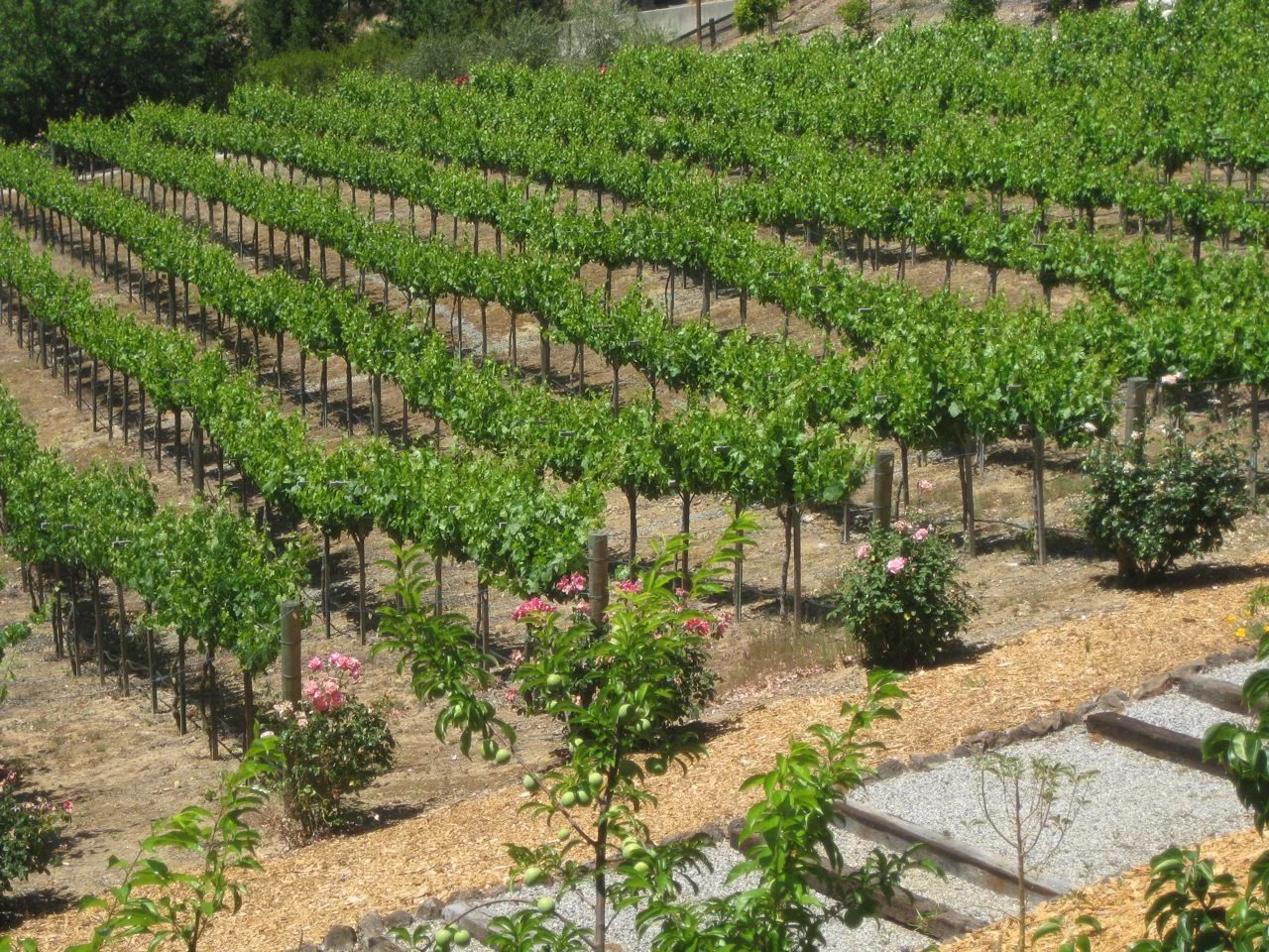 vineyard-215.jpg