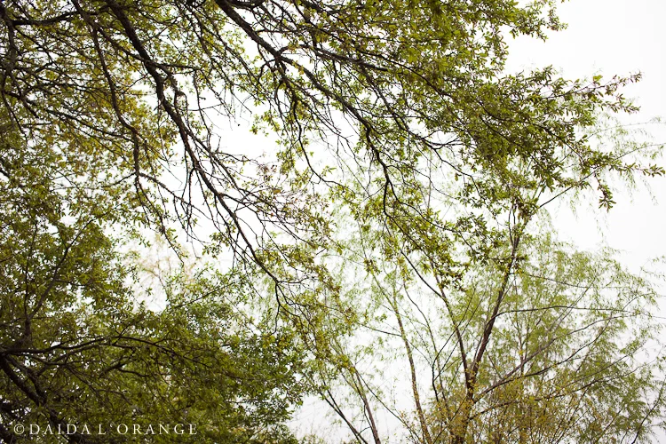 In Between Winter and Spring