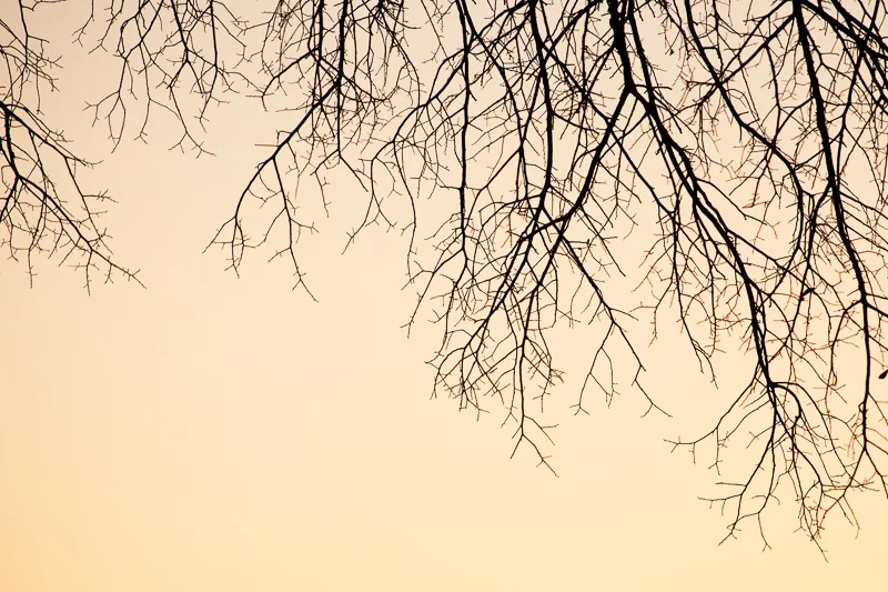 THE PRICE OF FREEDOM