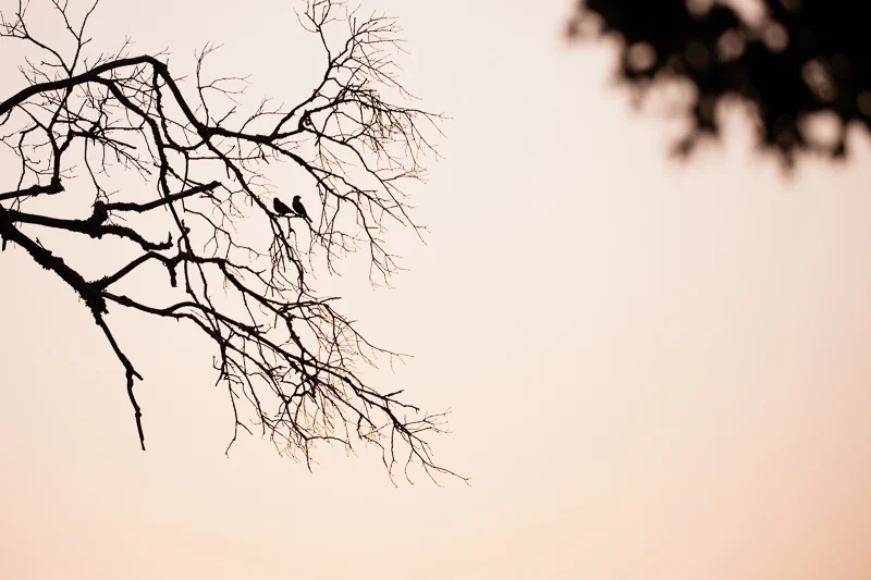 SUNSET BIRDS