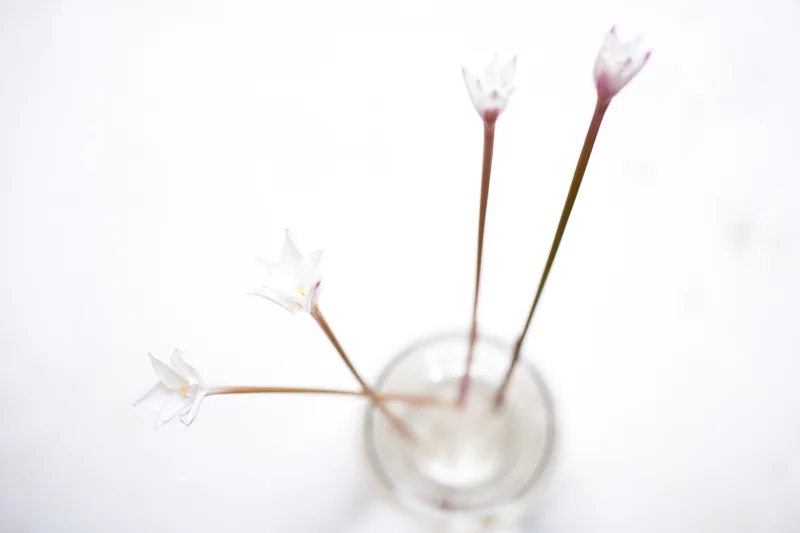 AFTER SCHOOL SURPRISE