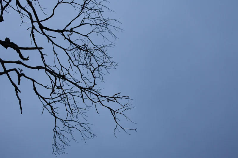 A QUIET THANKSGIVING