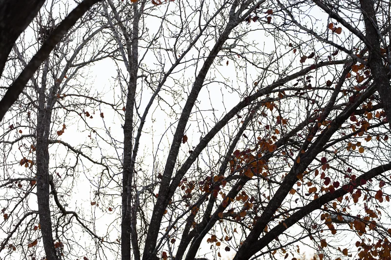 THE TOOTH FAIRY COMETH