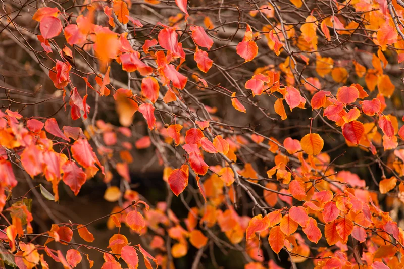 CONTEMPLATIVE SUNDAY