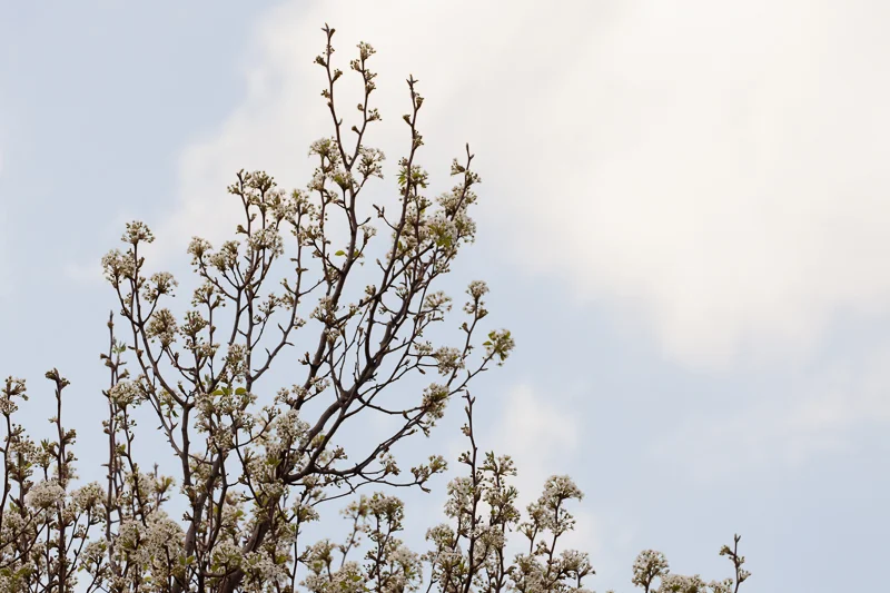 spring blossoms