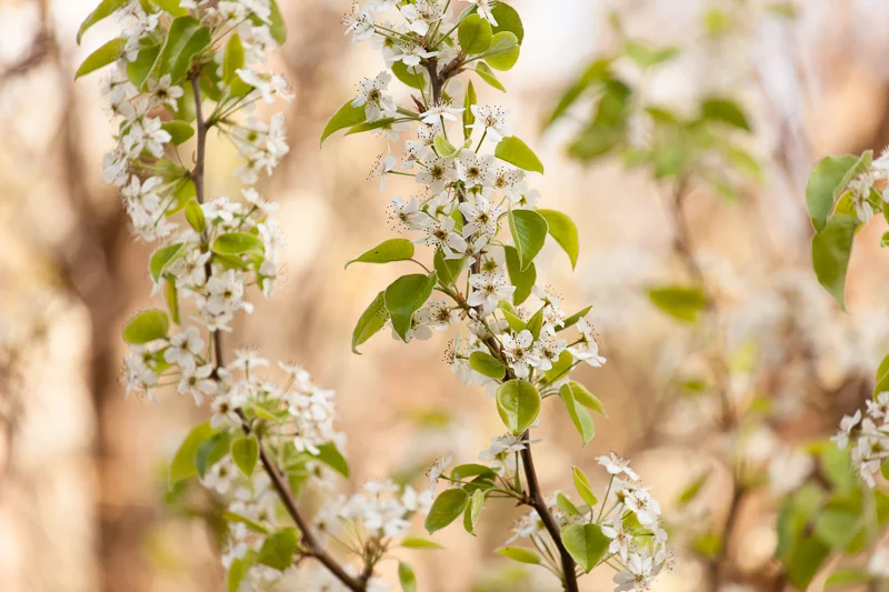 AWAKENING FROM WINTER