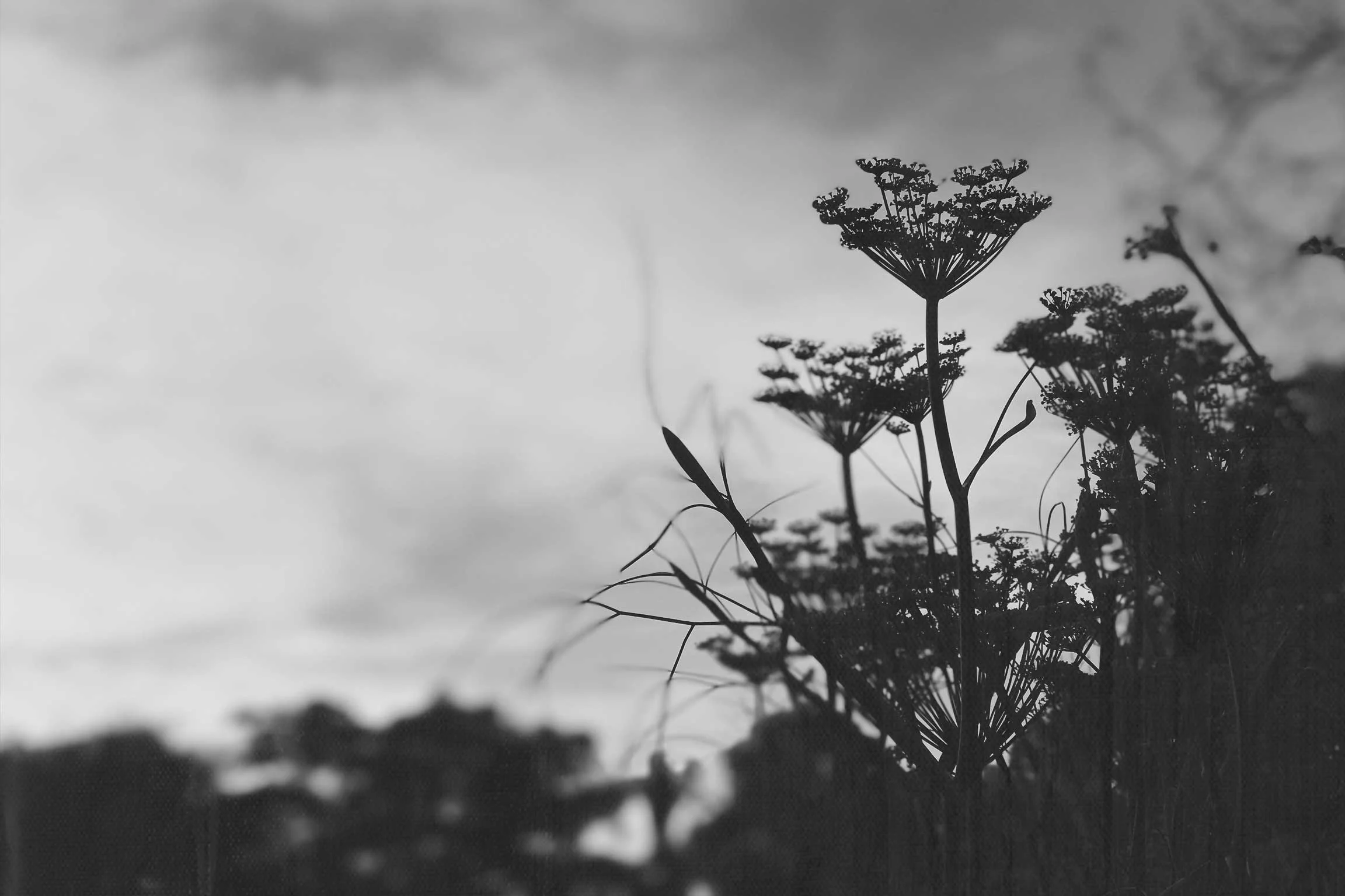 Dill.jpg