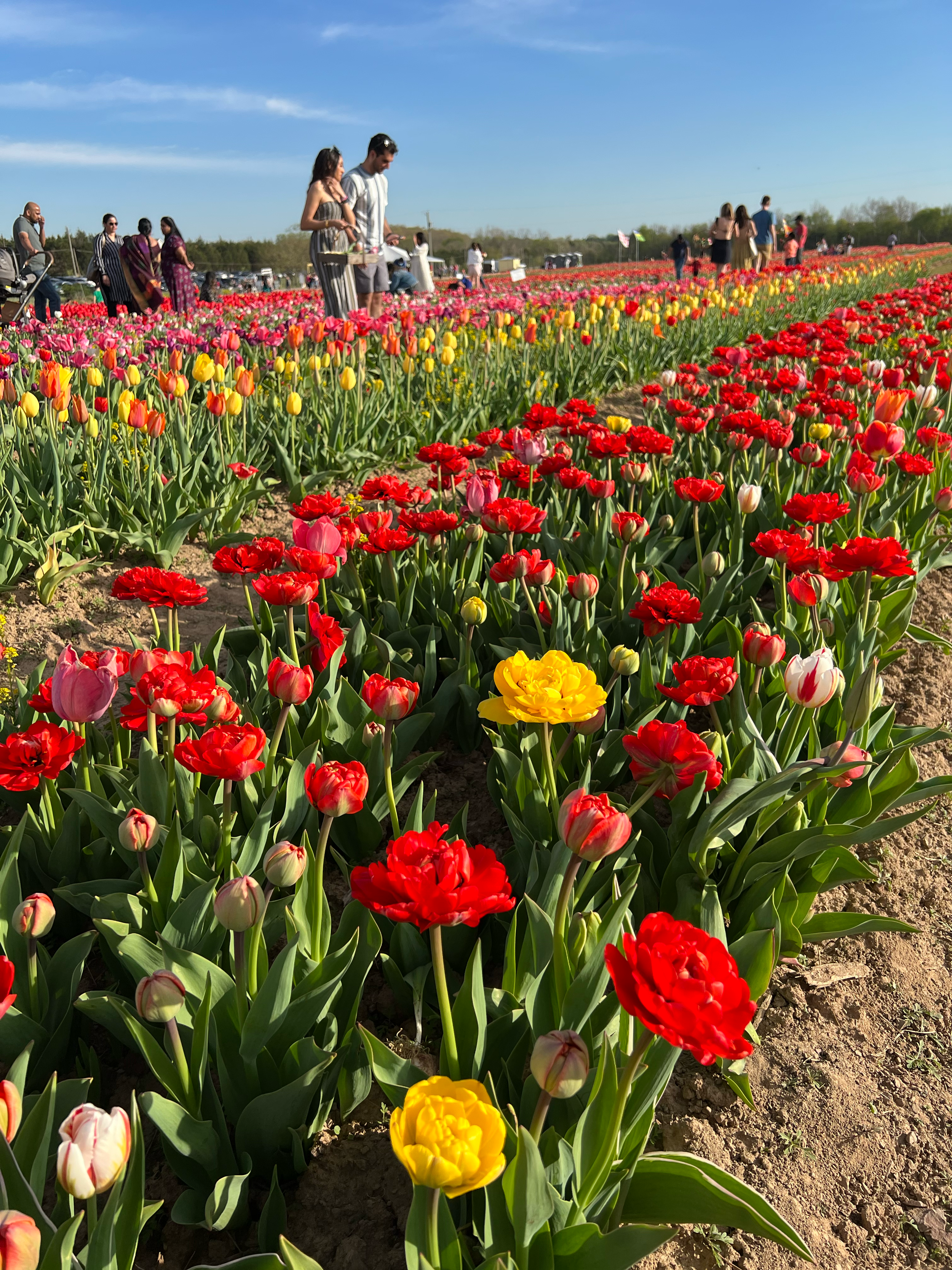 Spring Bloom Peeping Near Charlottesville