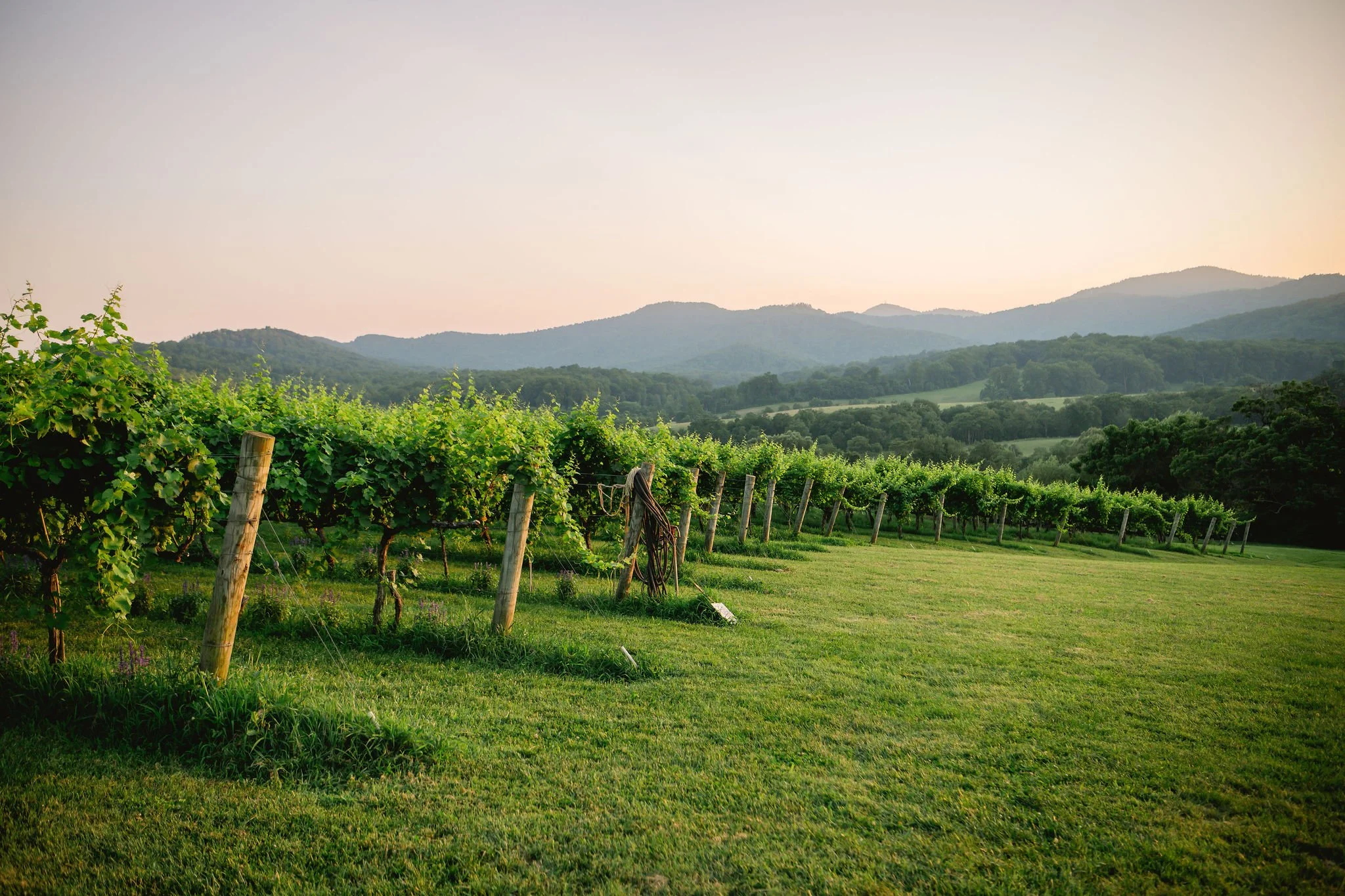 07.05.25 Landscape Vines (02).jpg