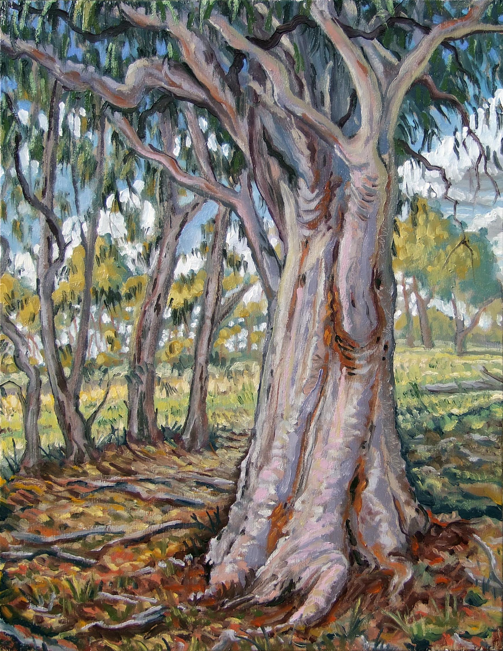 Lake Bathurst gum