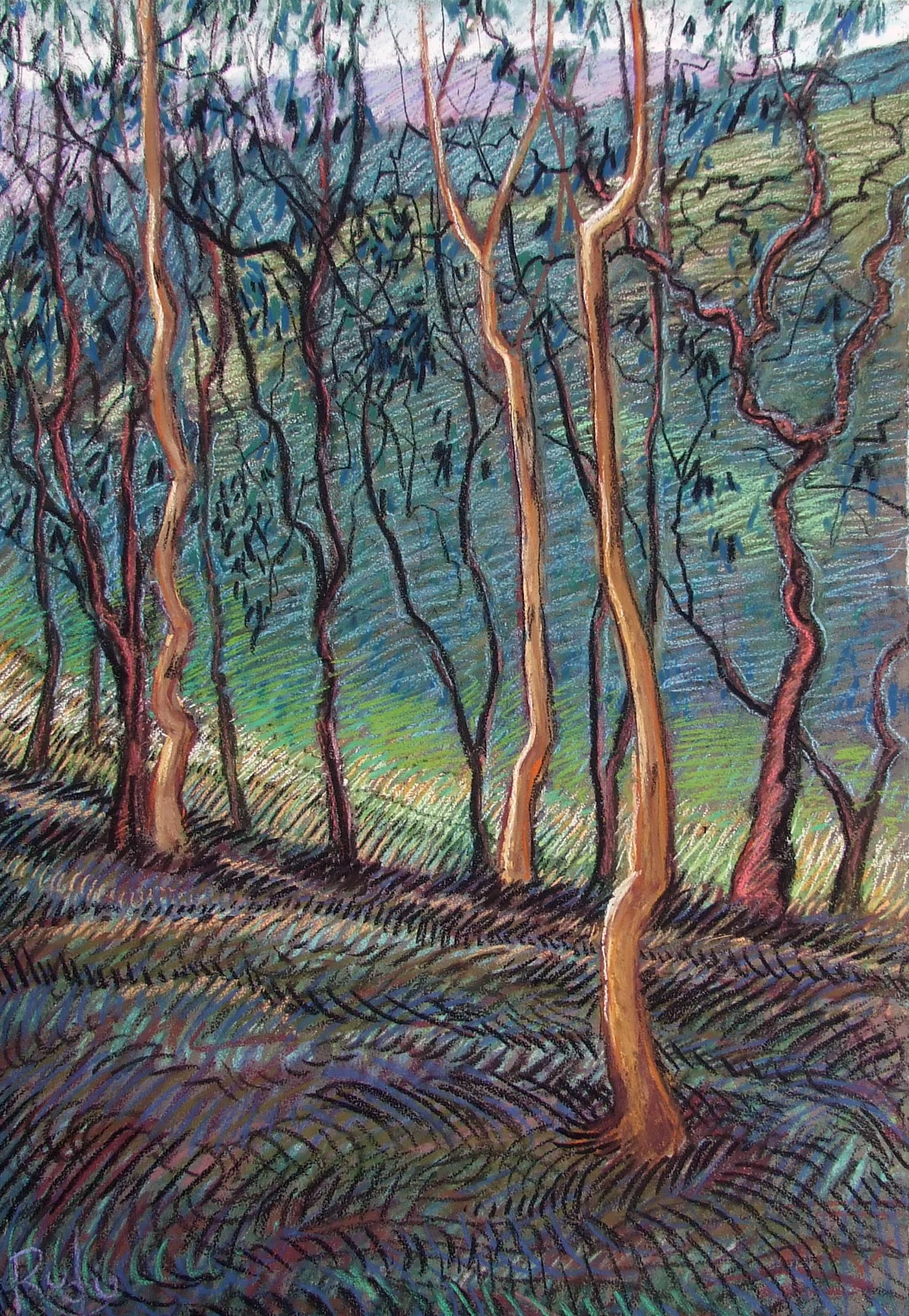 Gum tree study.jpg