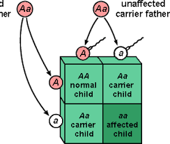 Punnett square depicting the way autosomal traits are passed along. My genetic make up has 2 recessive alleles for Stargardt's like the affected child above.