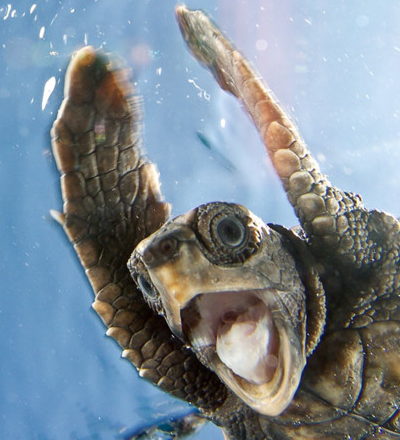 awesome-turtle.jpg