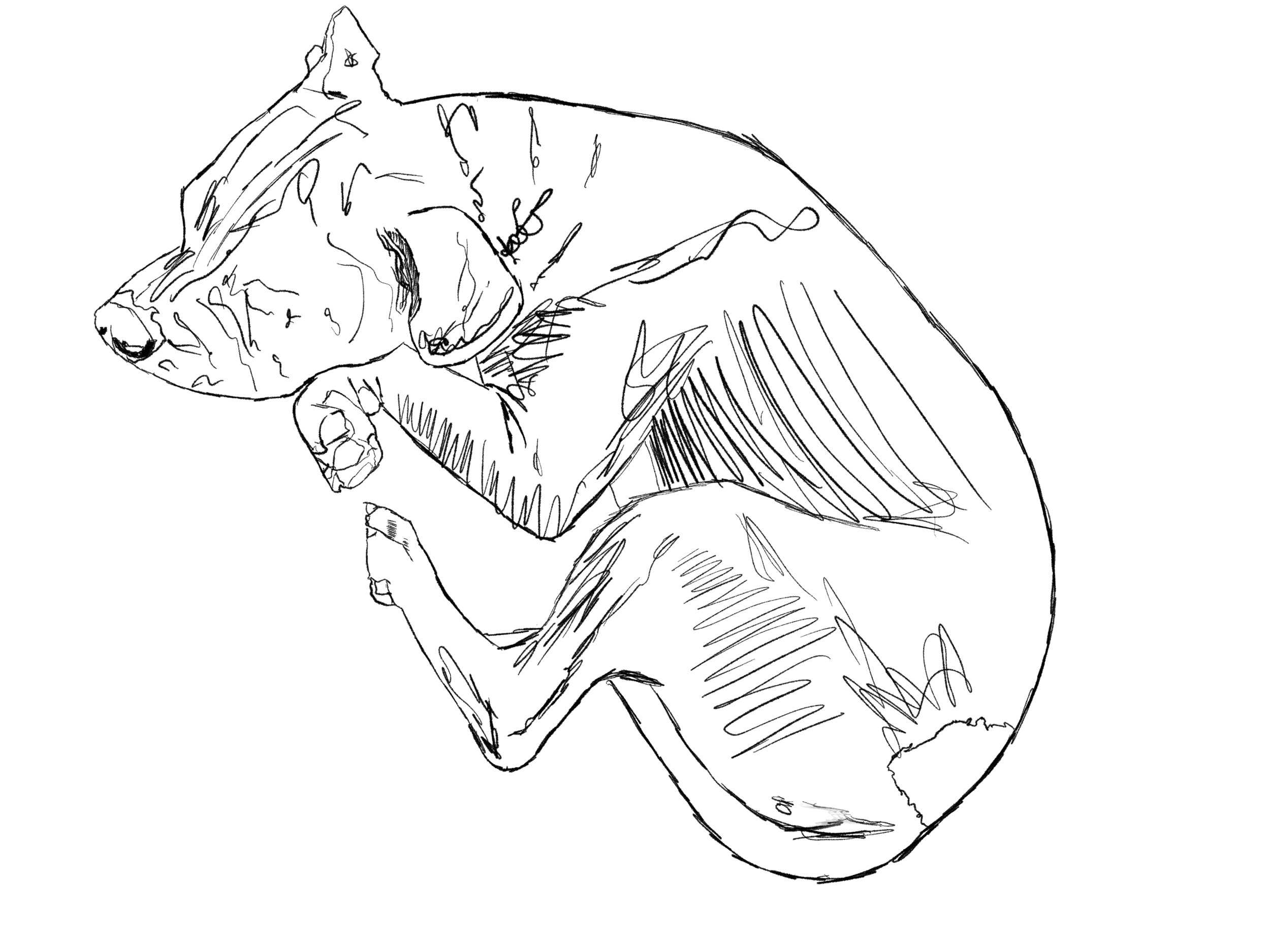 sleepy puppy.png