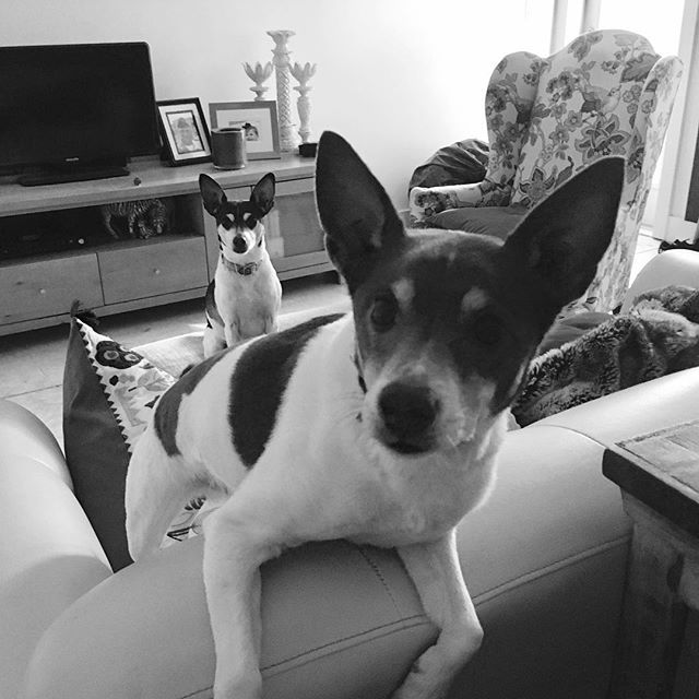 Oh hi there... Are you two trying to tell me something? #dogsoflouisiana #ratterrier #terriersofinstagram #doglife #puppylove