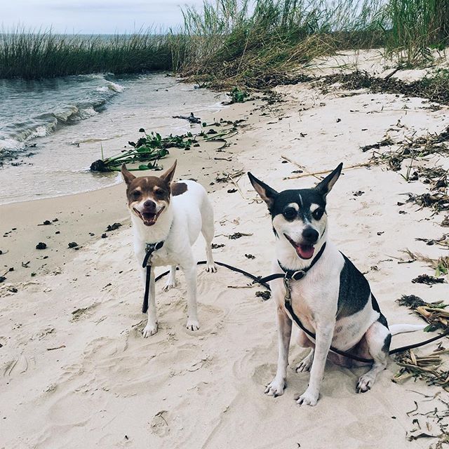 Beach trip with Theadore &amp; Ellanore #beach #ratterrier #louisiana #nature