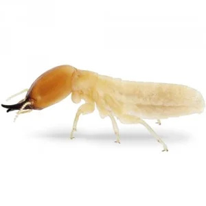 termite-300x300.jpg
