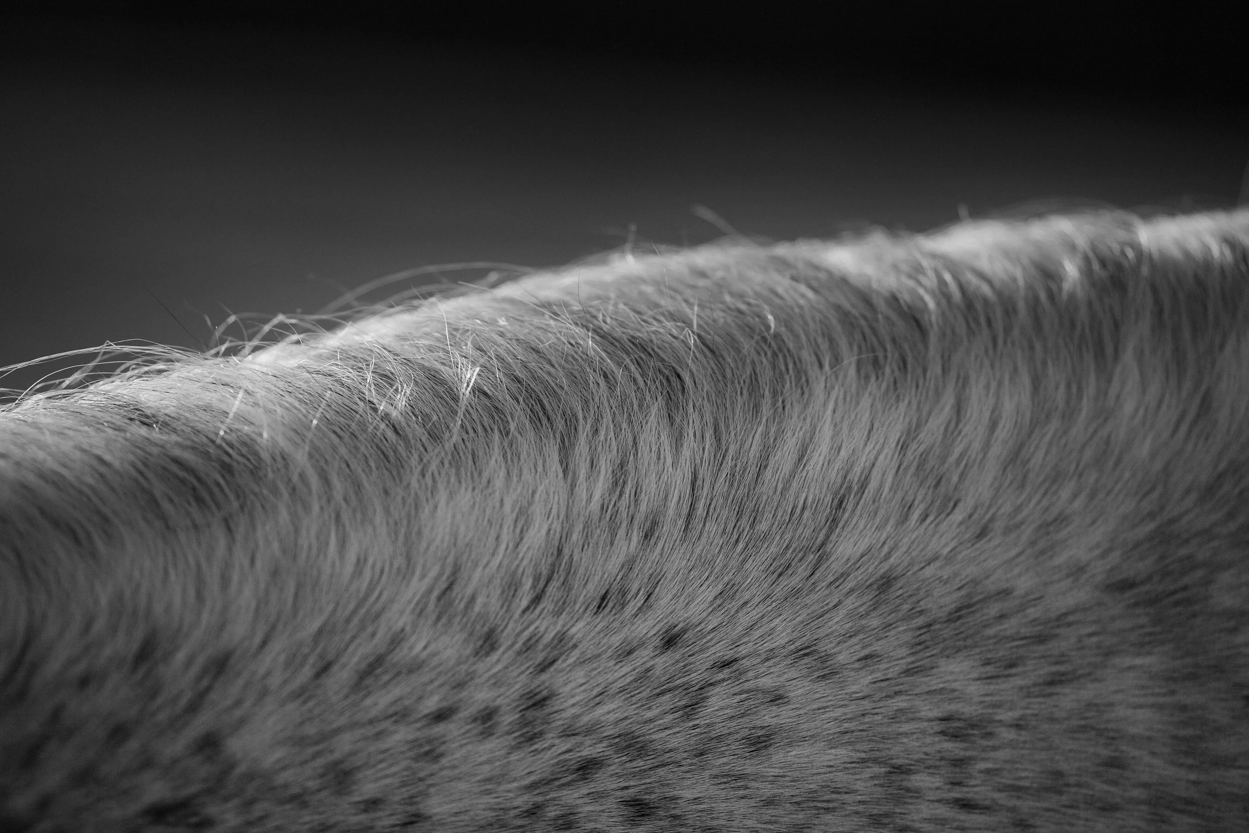 _MG_7611.jpg