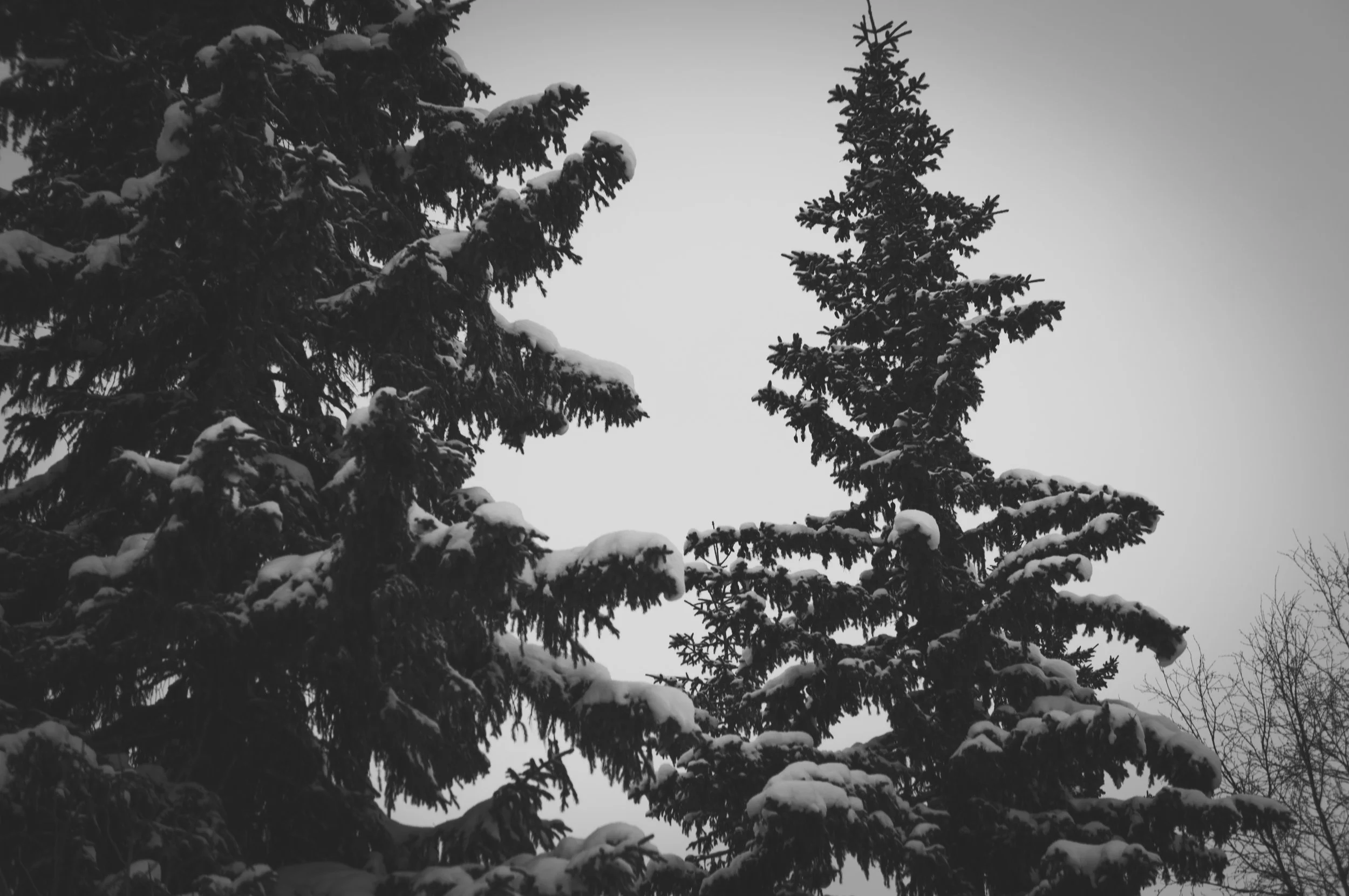 _DSC8862.jpg