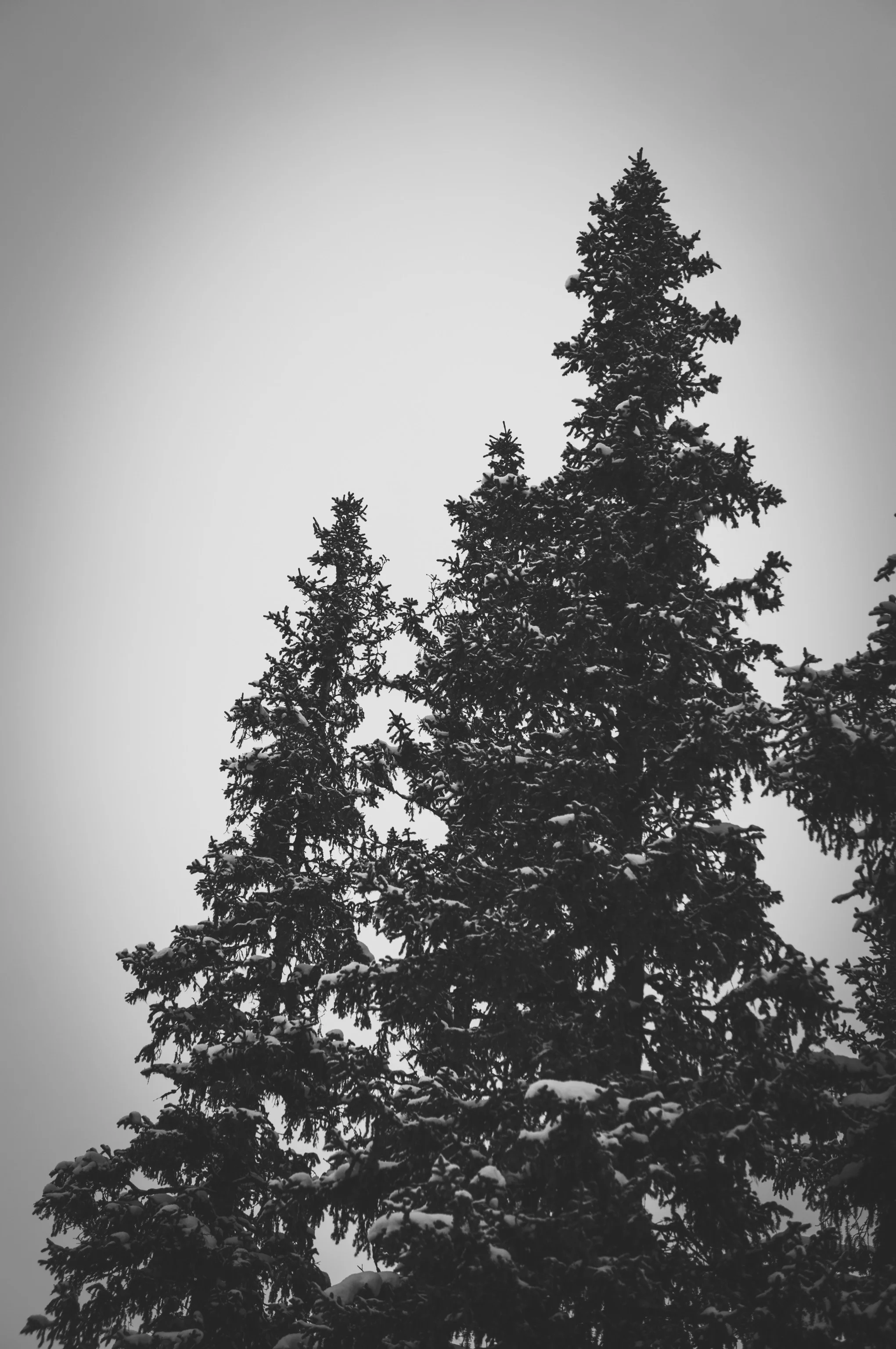 _DSC8865.jpg
