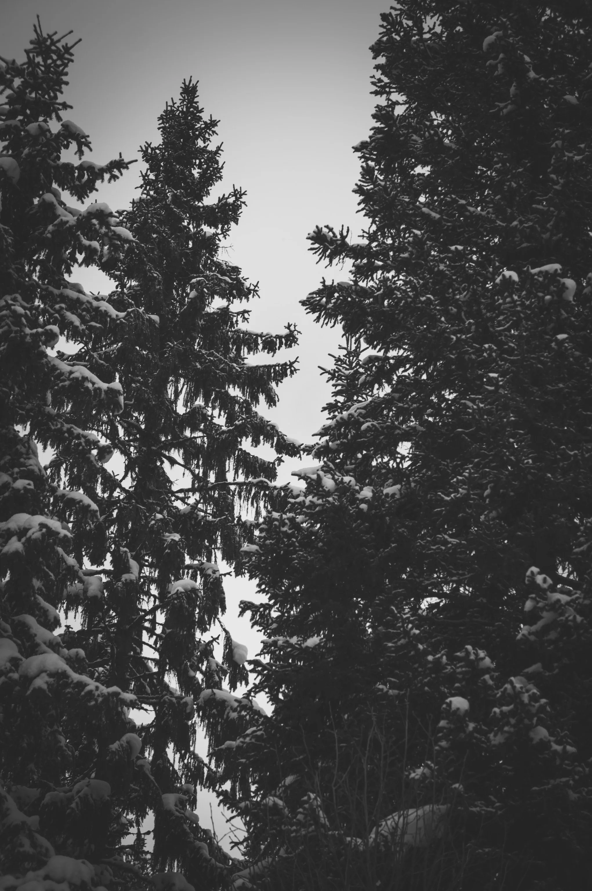 _DSC8866.jpg