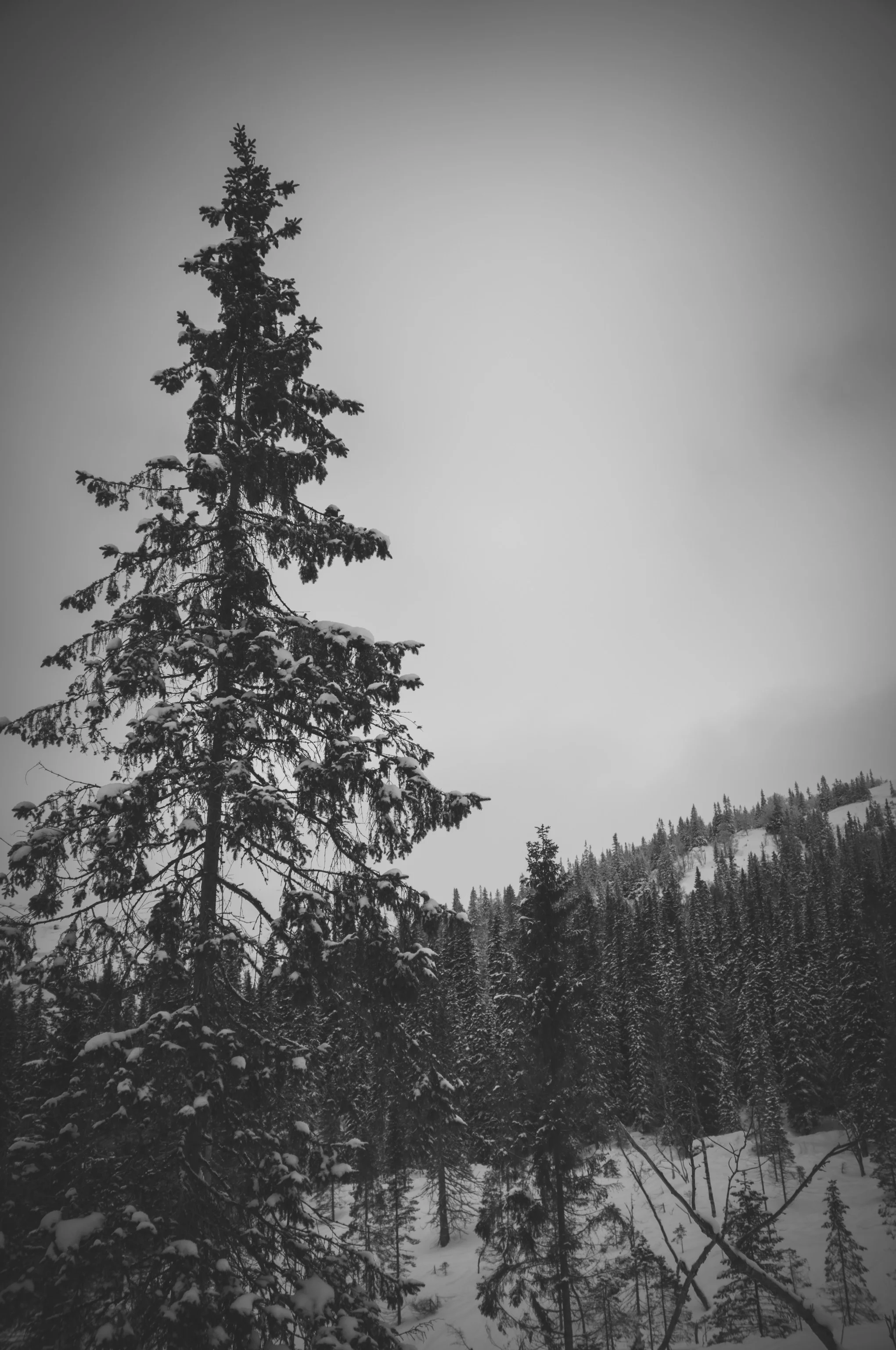 _DSC8874.jpg