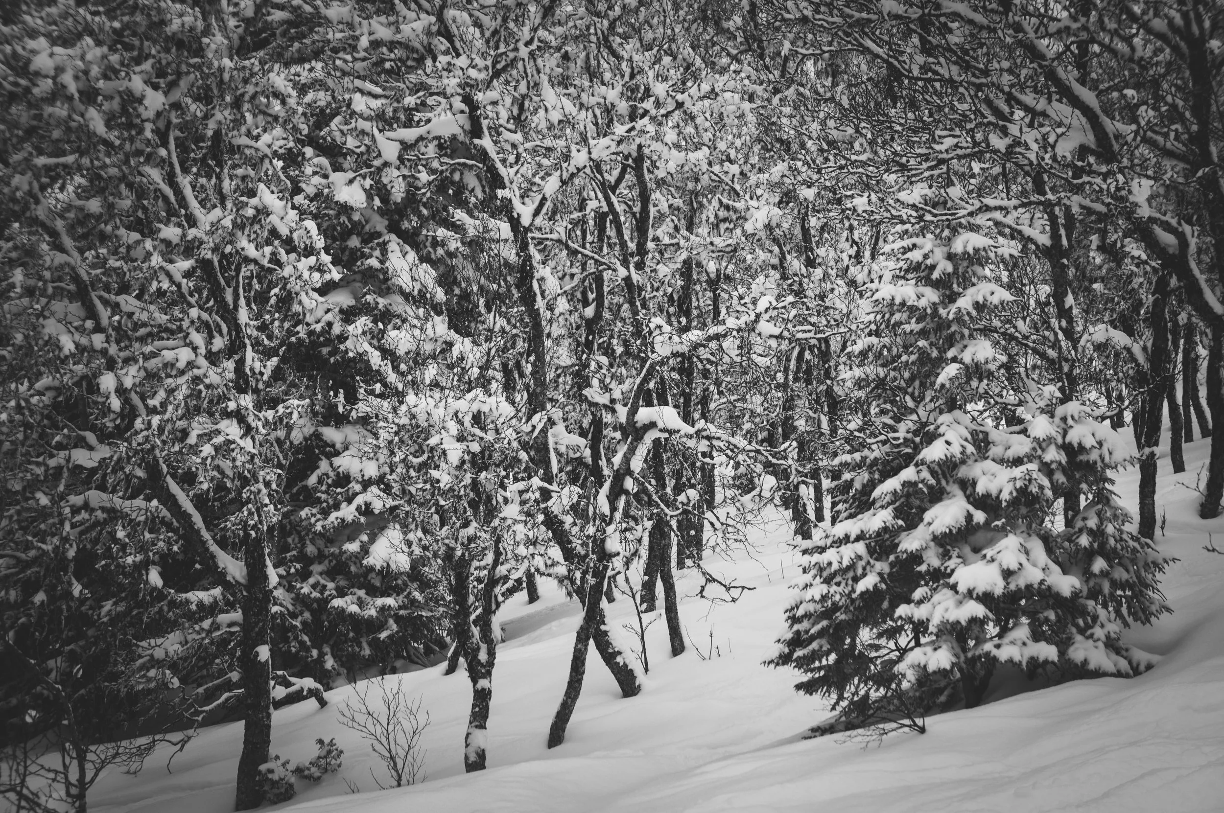 _DSC8898.jpg