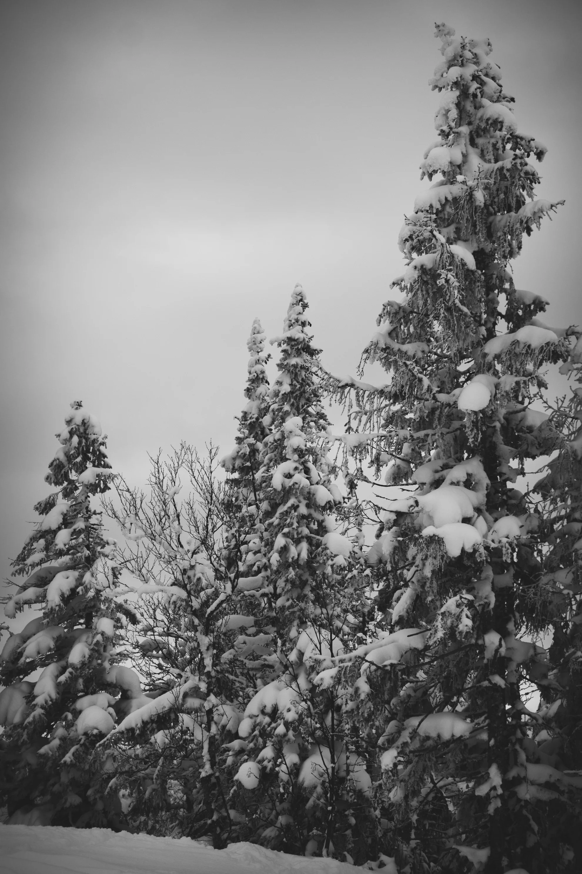 _DSC8910.jpg
