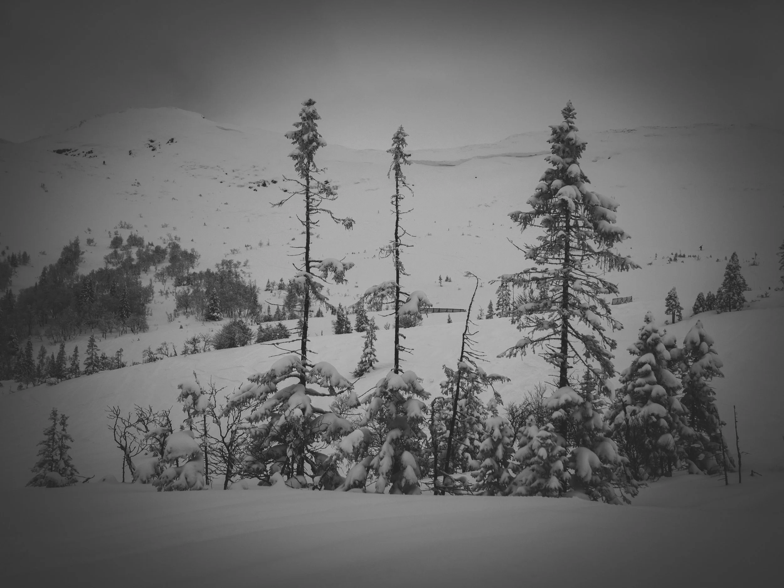 _DSC8933.jpg