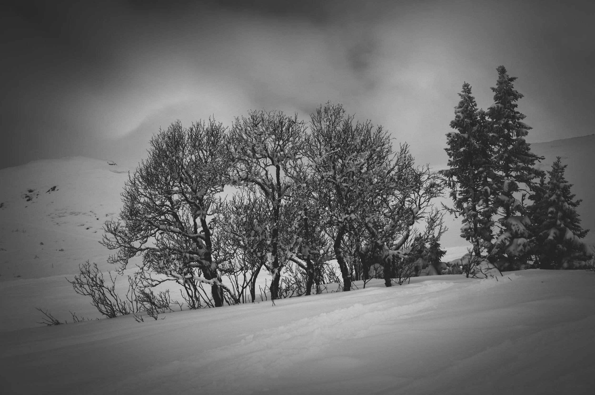 _DSC8974.jpg