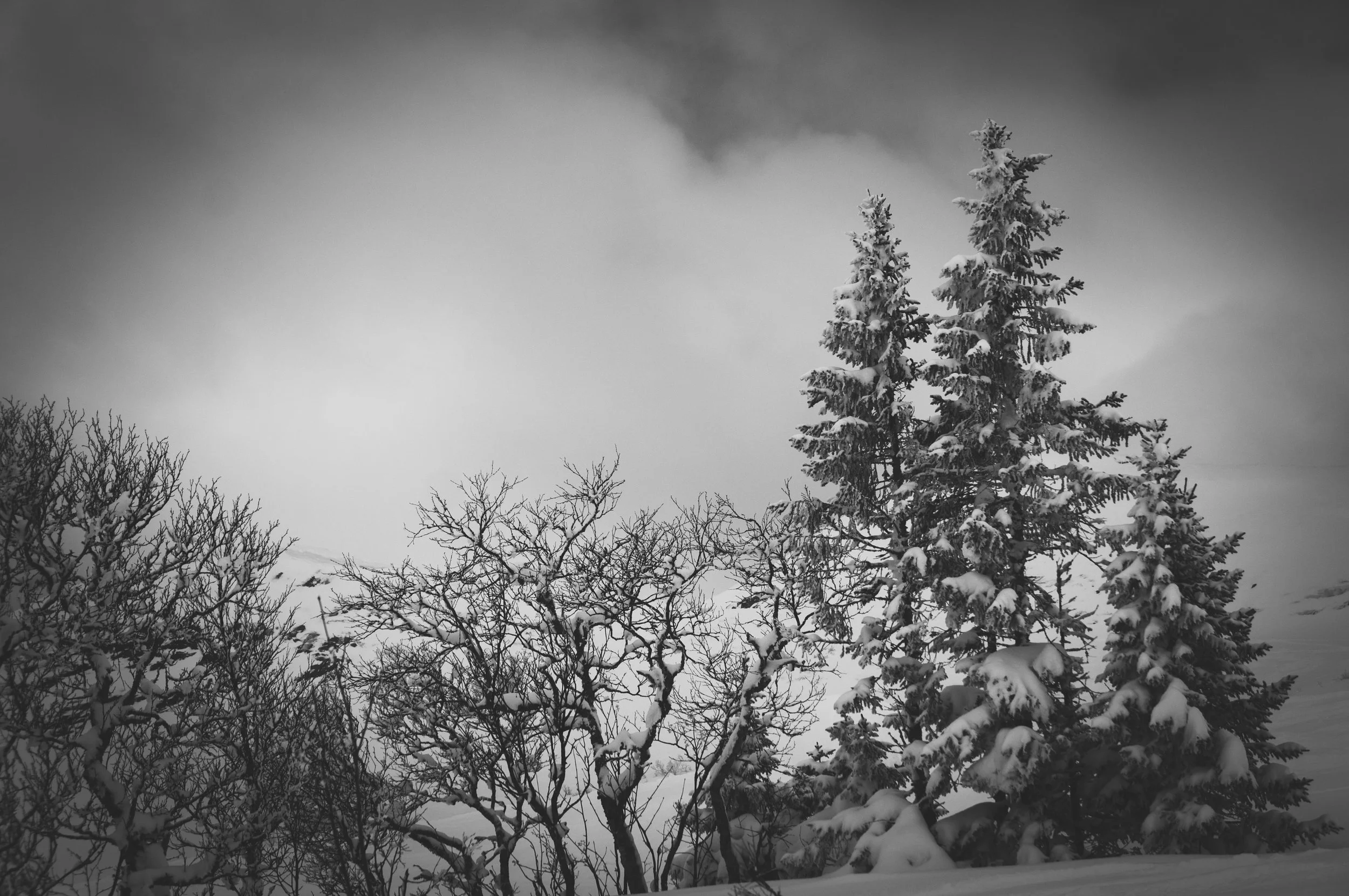 _DSC8976.jpg