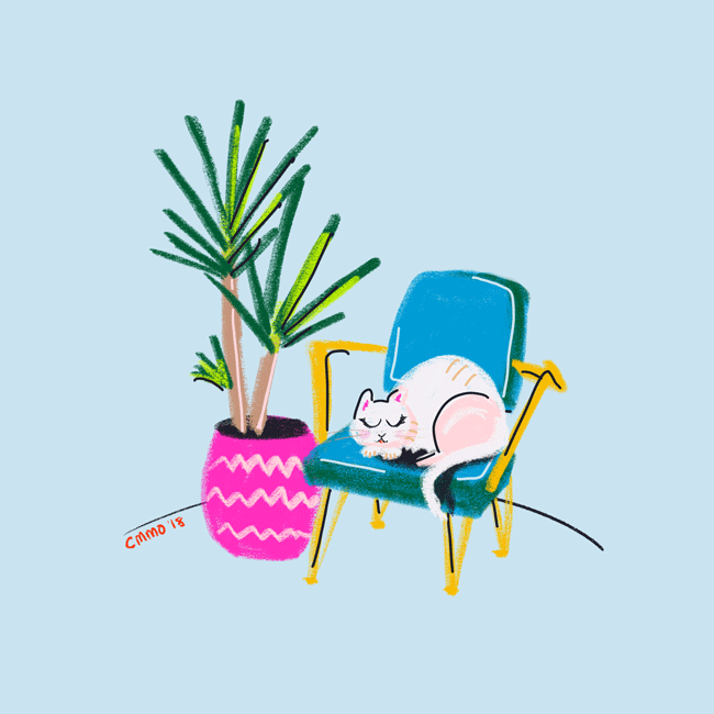 New-cat.gif