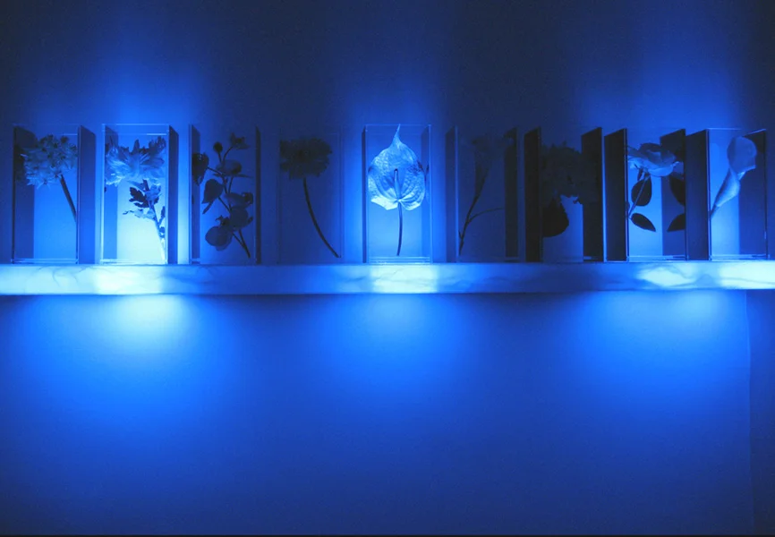 On the Shelf ( conceptual product - 2006 )