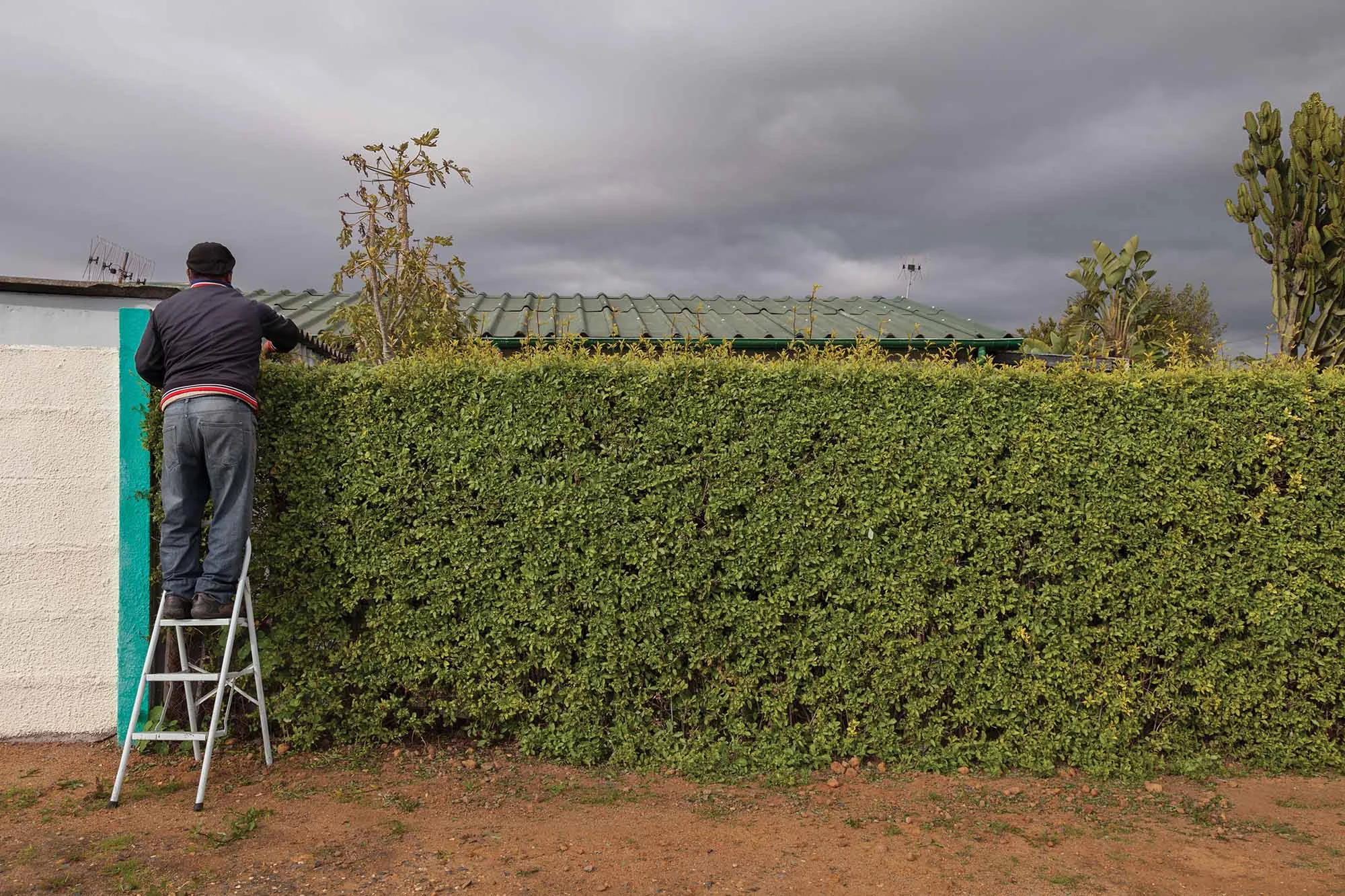 Hedge, Lantana Road, Uitsig, 2013