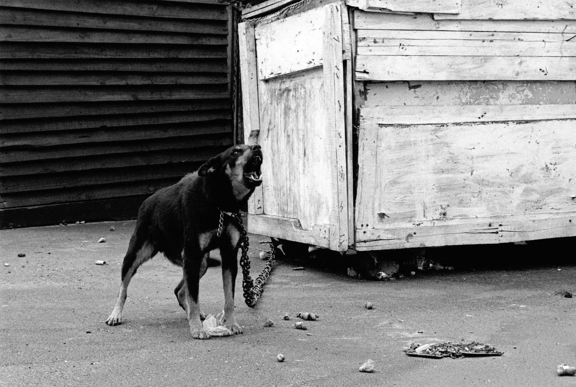 Bark, 2009