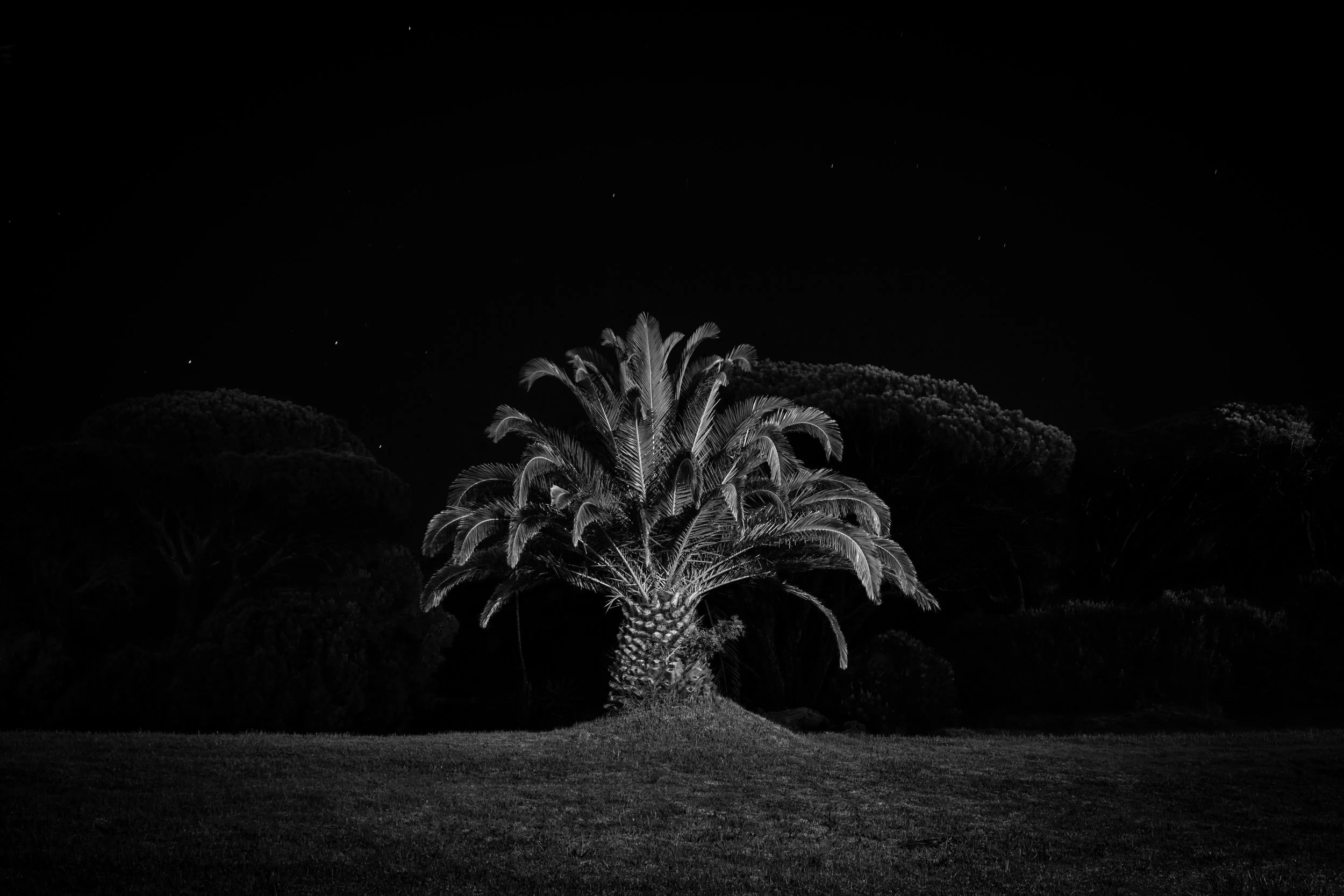 Pineapple Palm, 2019