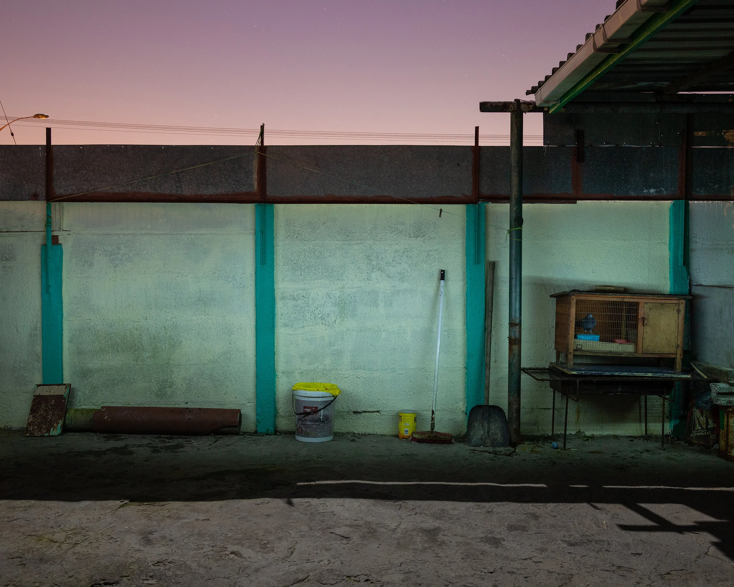 Pigeon Cage, 2019