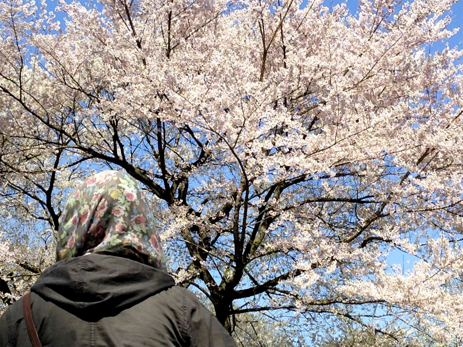 Cherry blossom  time