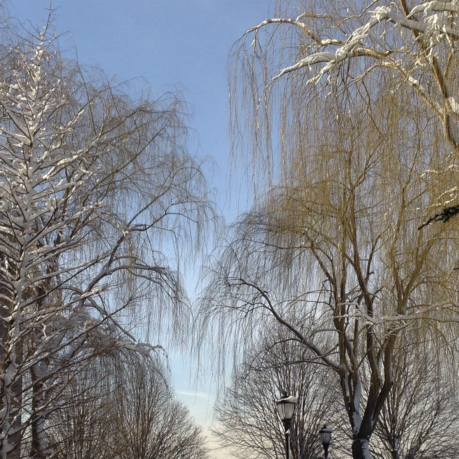 willows winter.jpg