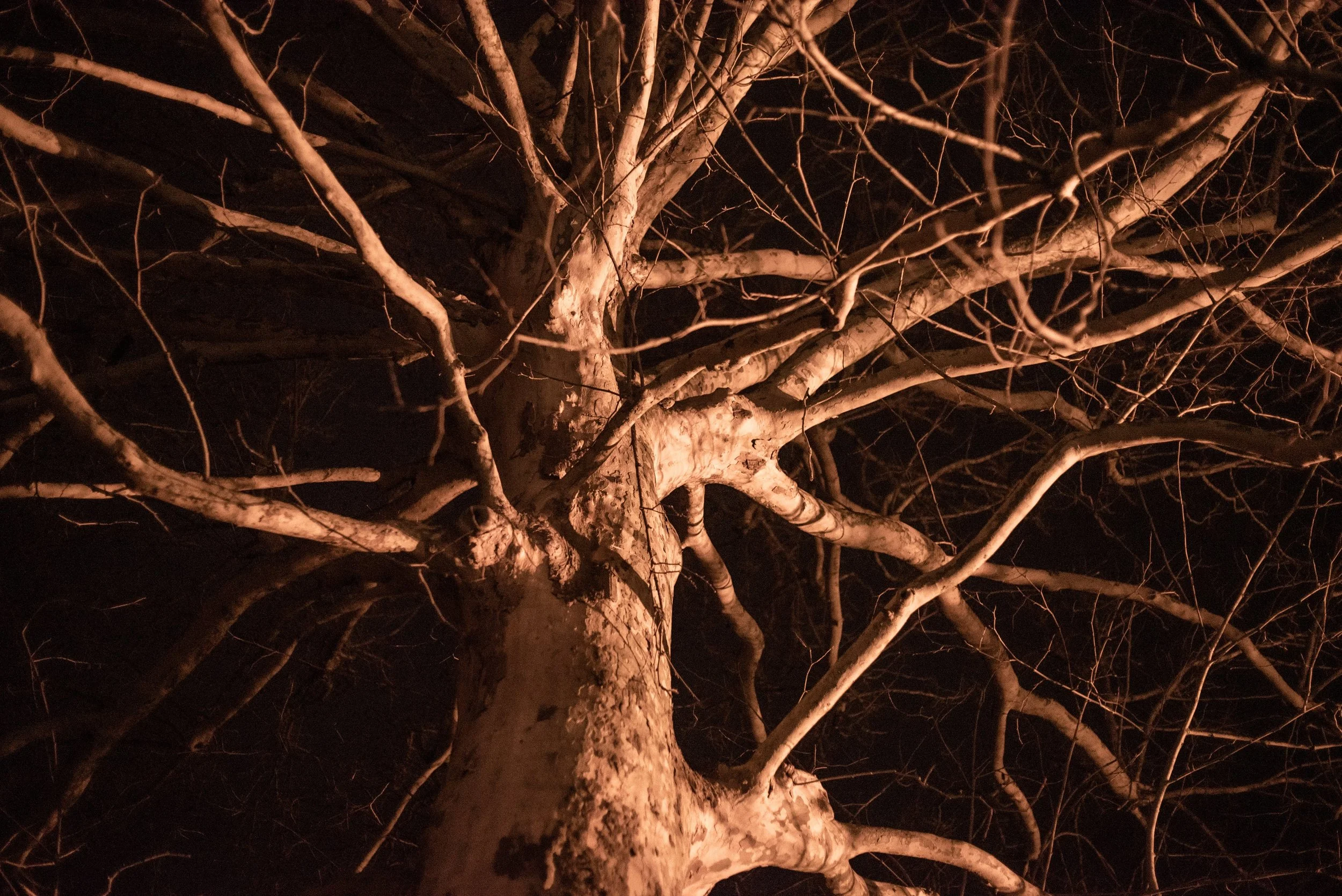 DSC_8677.jpg