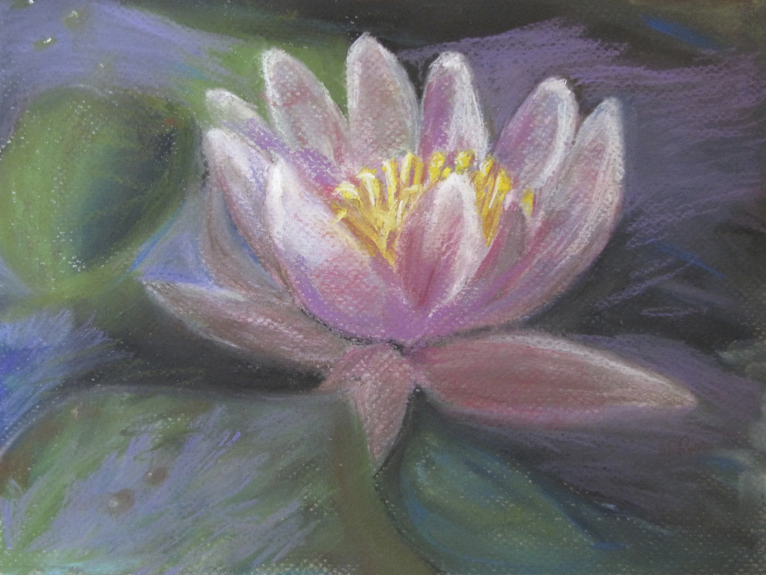 water lily.JPG