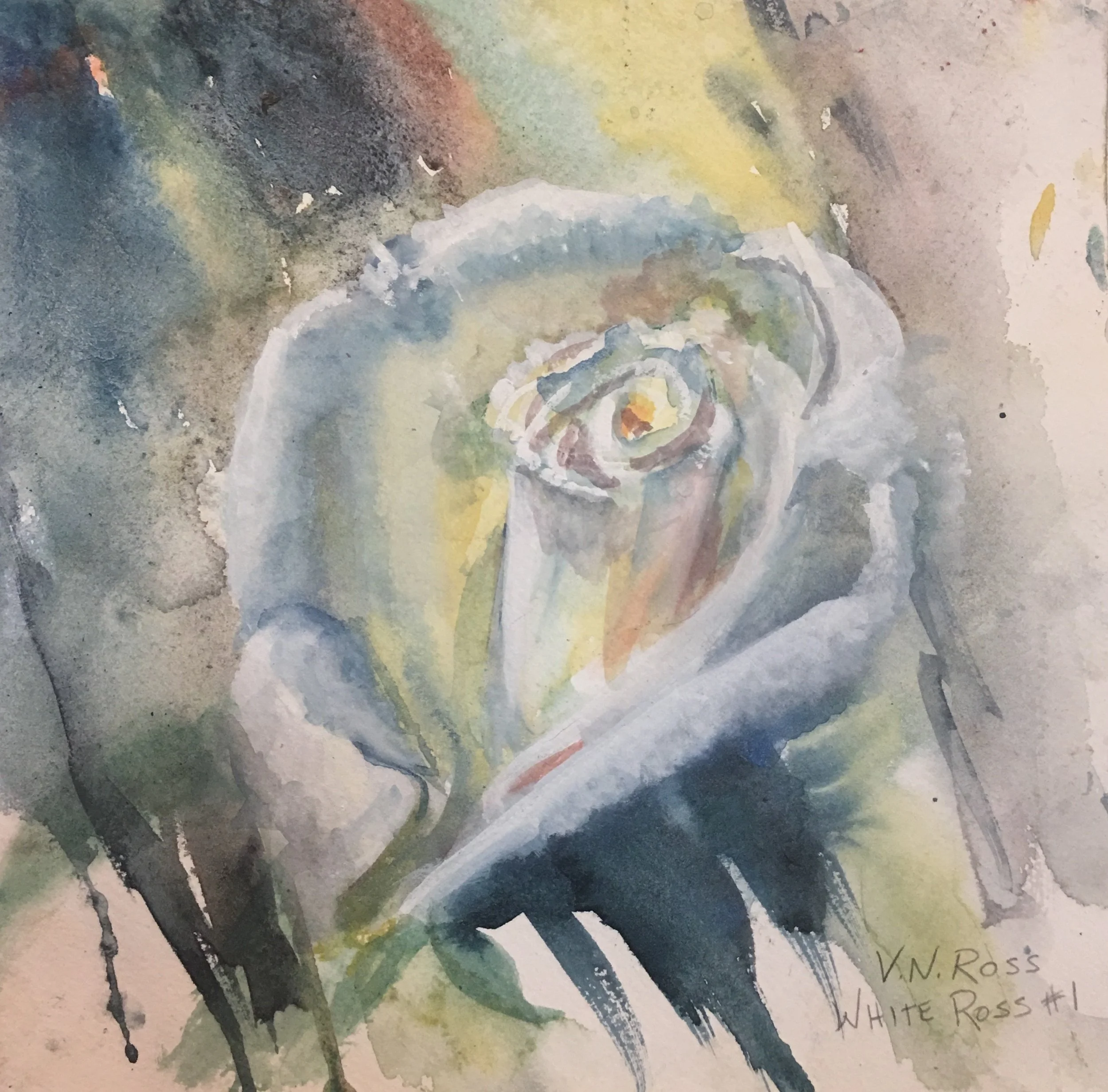 White Rose #1, Watercolor