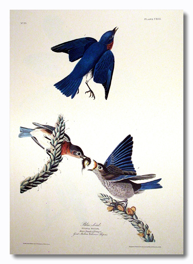 Bluebird-framed