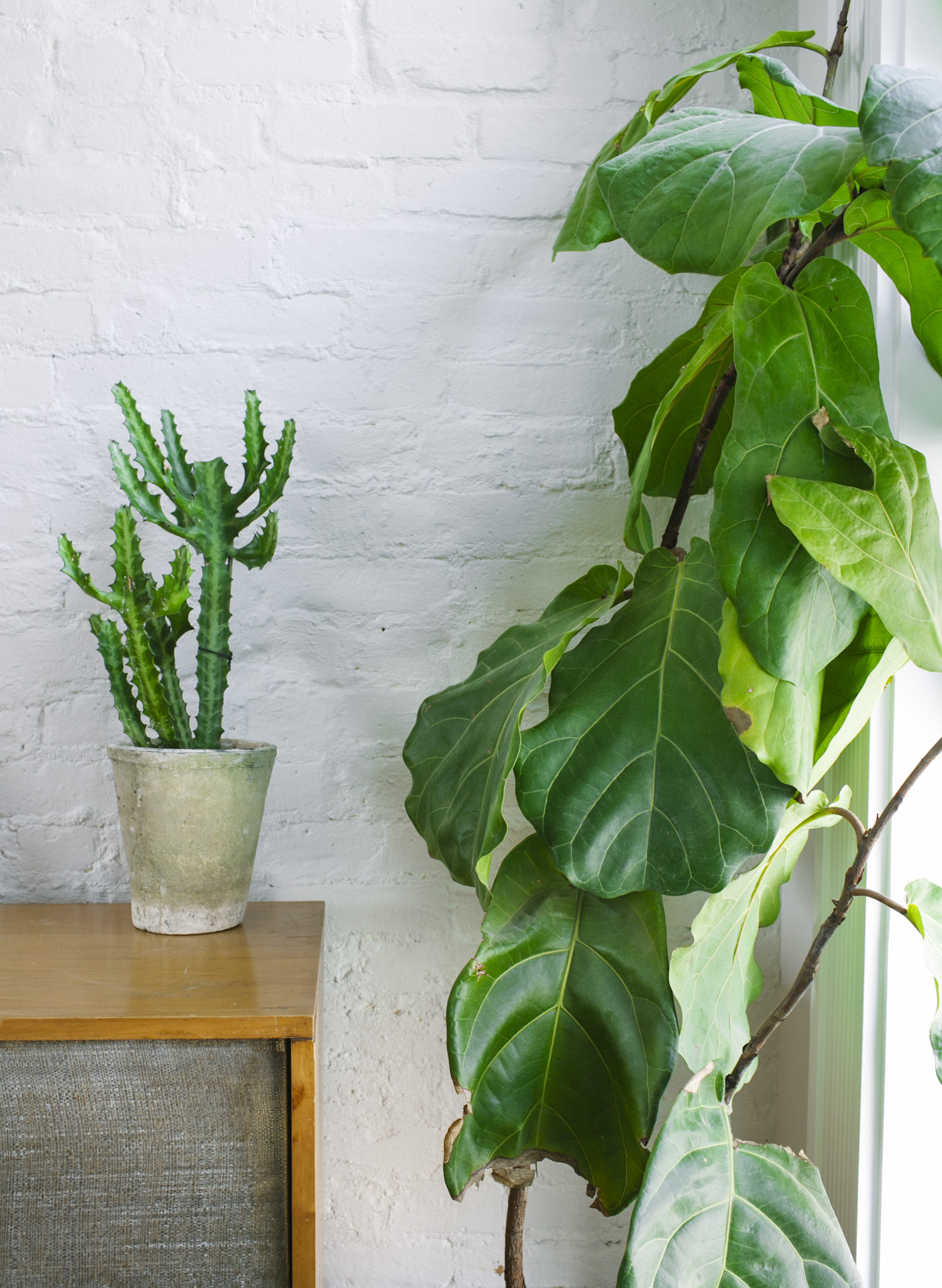 Leaf+June34.jpg