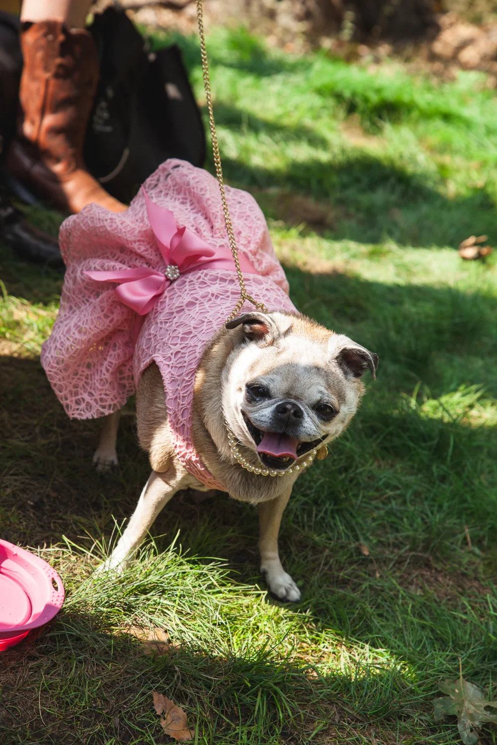 pug tutu.jpg