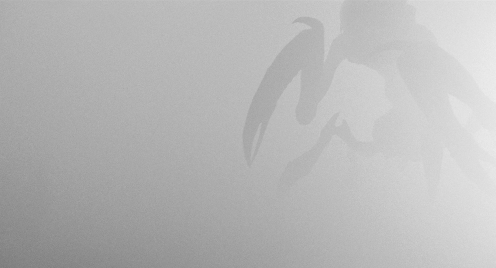 The Mist // 2007 // USA // Frank Darabont