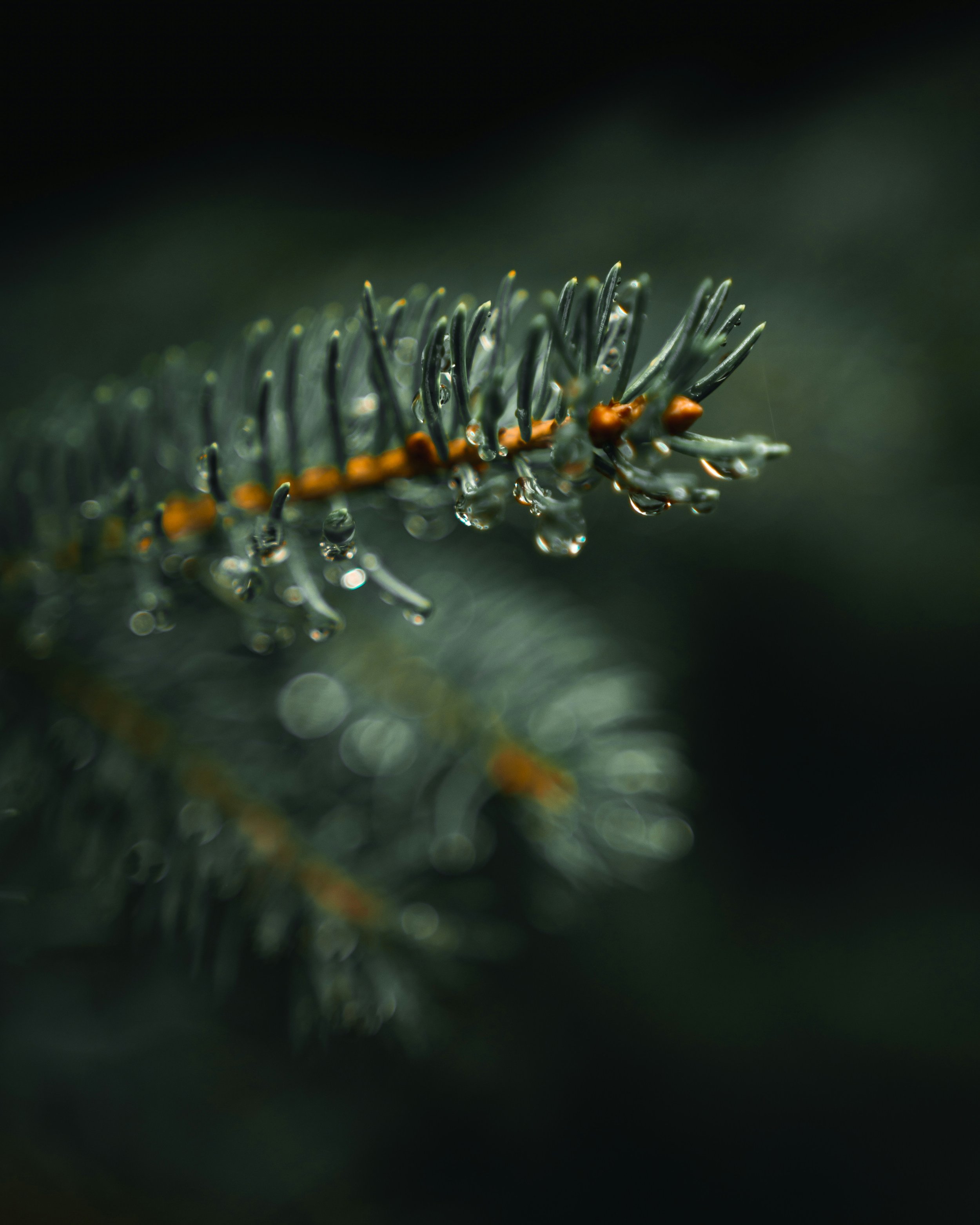 Rooted + Resilient: Flower Essences for Aligning with Winter's Rest